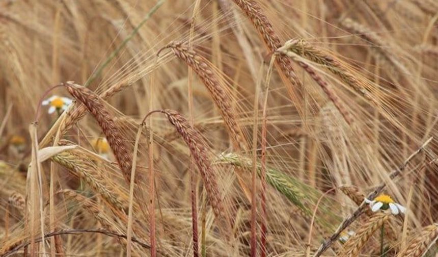 Albacete Tarım Borsası'nda Arpa Fiyatı 189 Euroya Çıktı
