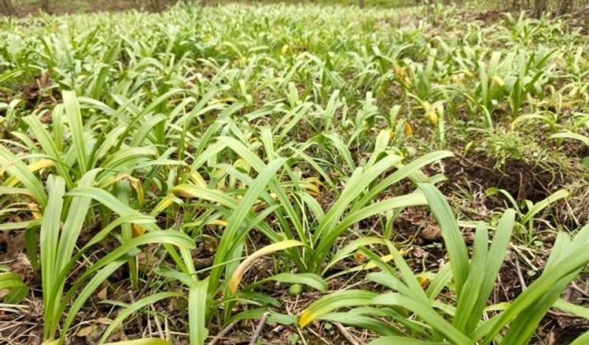 Giresun’da 7,8 milyon adet Karadeniz Kardeleni toprakla buluştu