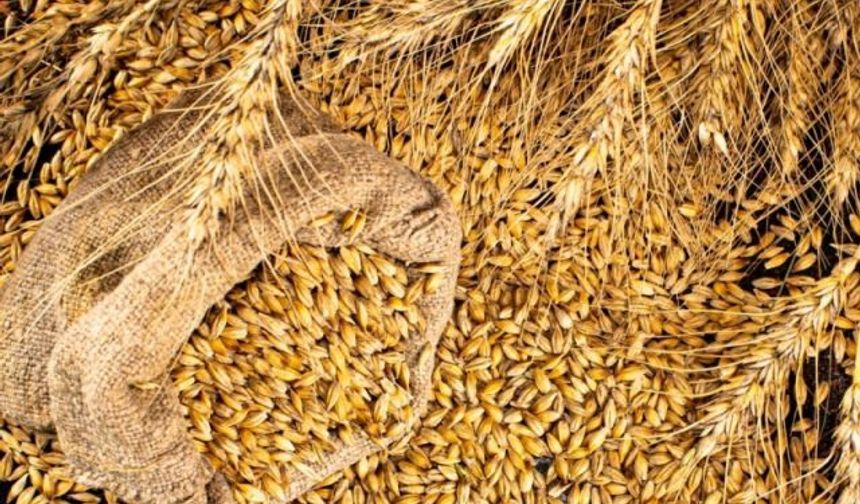 IKAR: Rusya'nın Buğday Rekoltesi Tahmini 91,5 Milyon Tona Çıktı