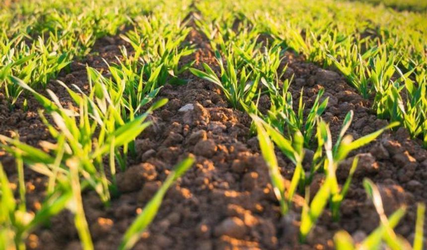 İspanya Tarımı Beş Yılda Değişti: Kışlık Tahıl Alanı %8 Daraldı