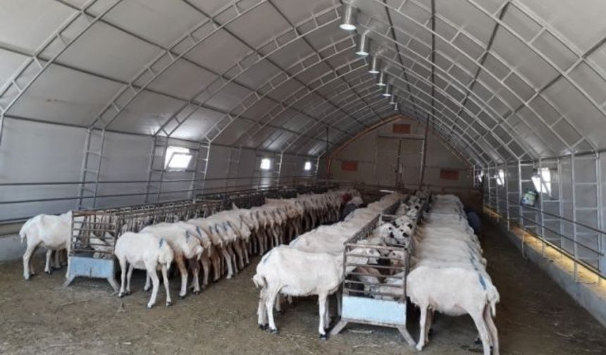 KOP Başkanı Karakoyunlu: Küçükbaş hayvan varlığı yüzde 58 arttı