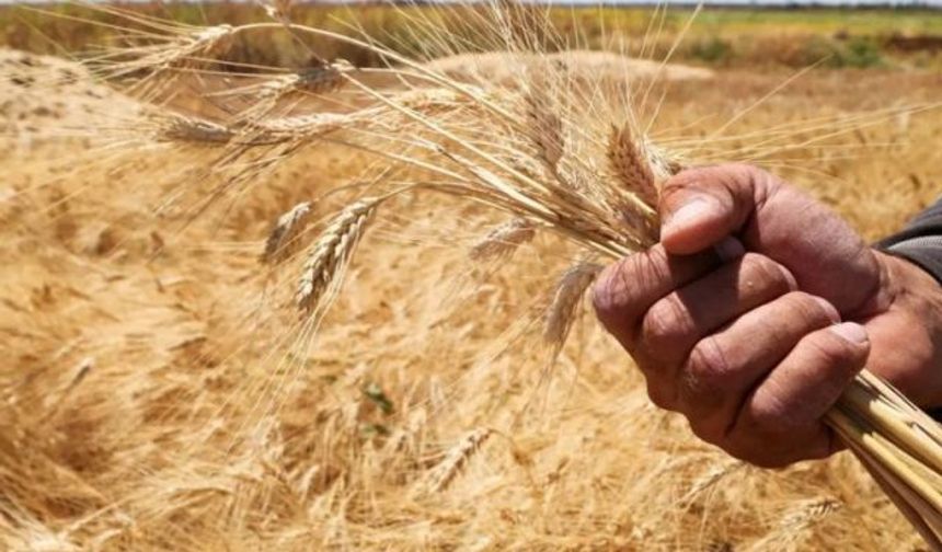 Suudi Arabistan'da buğday üretimi 1,3 milyon ton oldu