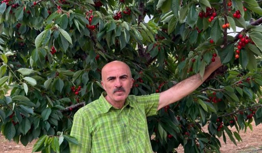Karaman Ziraat Odası Başkanı Bayram: Kirazda yüksek rekolte üreticiyi kurtarmadı
