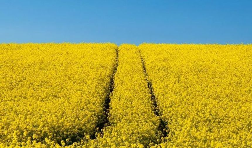APK-Inform: Ukrayna kolza ihracatı 9 sezonun dibinde