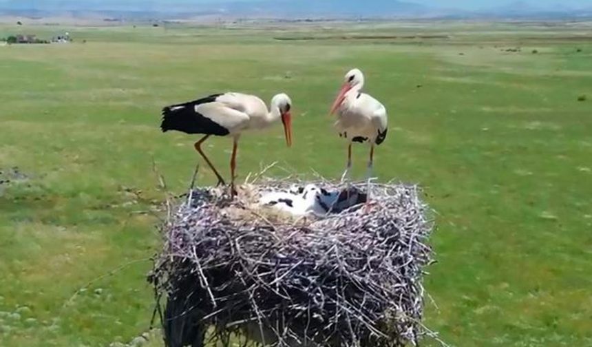Dicle Elektrik Şırnak'ta göçmen kuşlar için yuva kurdu