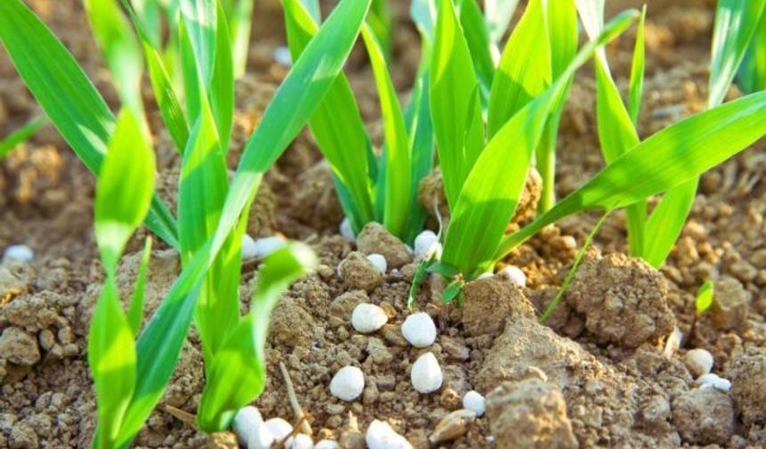 Meksika, çiftçilere ücretsiz gübre desteğinde rekor kırdı