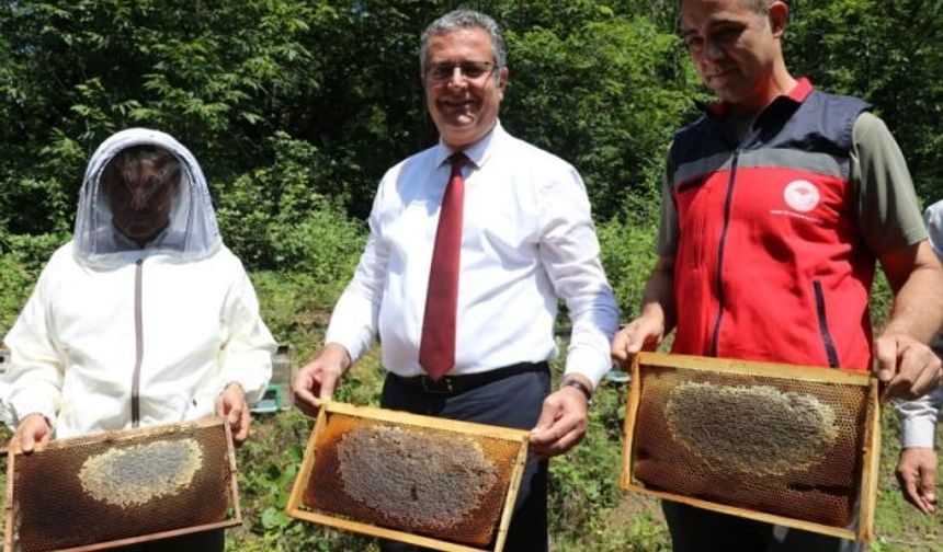 Samsun'da Coğrafi İşaretli Salıpazarı Kestane Balı Hasadı Başladı
