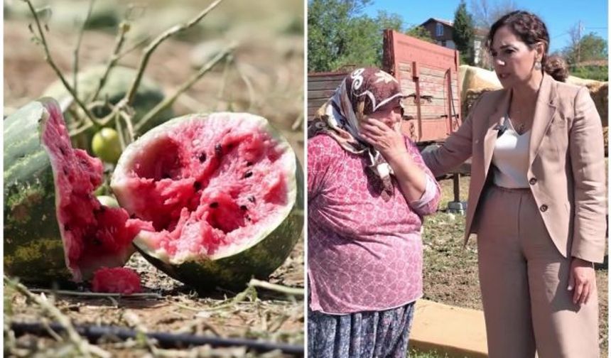 Tekirdağ'da dolu zararının ardından Yüceer'den üreticiye destek